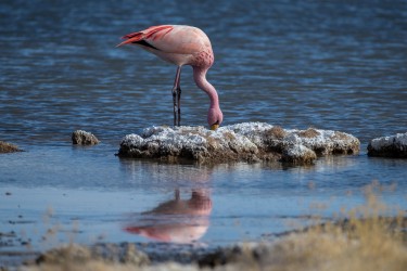 AI6I5810 Flamingo Laguna Canapa Altiplano Bolivia