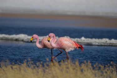 AI6I5818 Flamingo Laguna Canapa Altiplano Bolivia