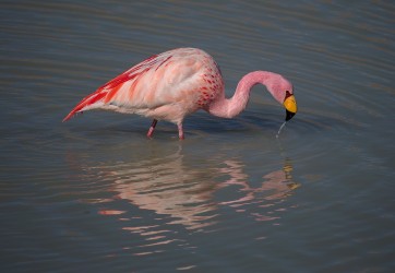 AI6I5829 Flamingo Laguna Hedionda Altiplano Bolivia