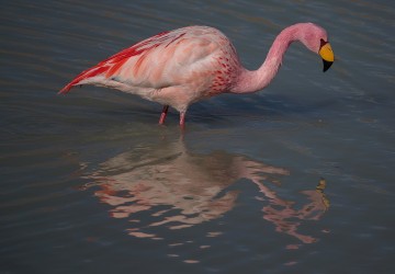 AI6I5832 Flamingo Laguna Hedionda Altiplano Bolivia