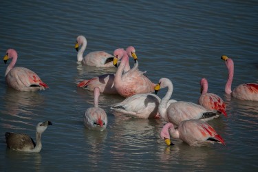 AI6I5863 Flamingo Laguna Hedionda Altiplano Bolivia