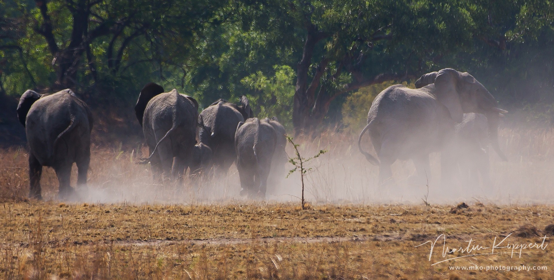 8R2A4398 Elephant Kafue NP West Zambia