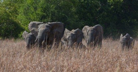8R2A4403 Elephant Kafue NP West Zambia