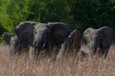 8R2A4405 Elephant Kafue NP West Zambia