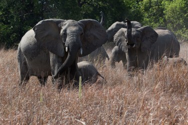 8R2A4414 Elephant Kafue NP West Zambia
