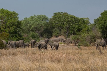 8R2A4419 Elephant Kafue NP West Zambia