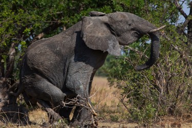 8R2A4437 Elephant Kafue NP West Zambia