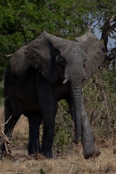 8R2A4444 Elephant Kafue NP West Zambia
