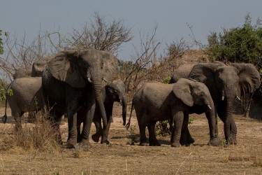 8R2A4446 Elephant Kafue NP West Zambia
