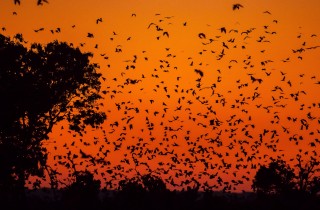 Wildlife Bats Kasanka