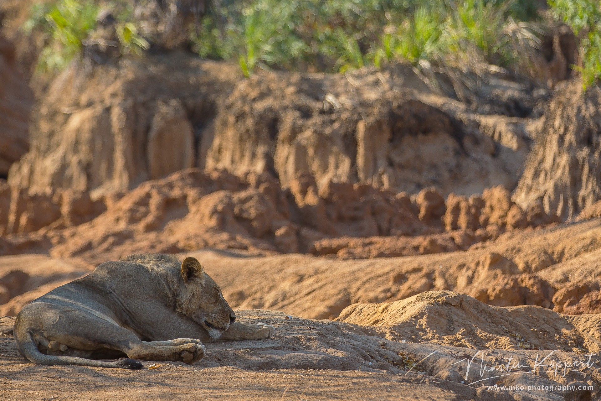 8R2A2934 Lion Lower Zambezi NP Zambia