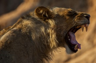 Wildlife Lion Lower Zambezi