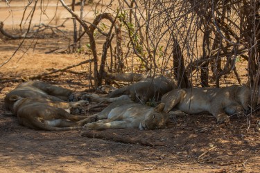 8R2A3089 Lion Lower Zambezi NP Zambia