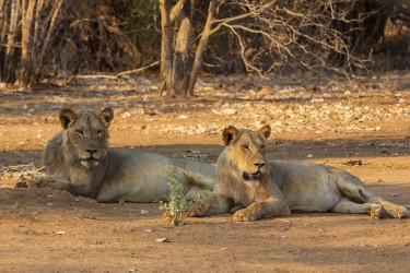 8R2A3199 Lion Lower Zambezi NP Zambia