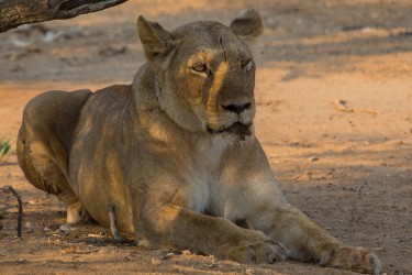8R2A3205 Lion Lower Zambezi NP Zambia