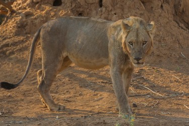 8R2A3211 Lion Lower Zambezi NP Zambia