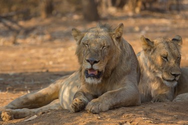 8R2A3231 Lion Lower Zambezi NP Zambia