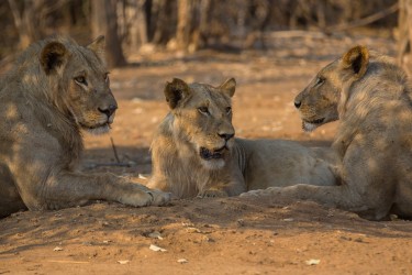 8R2A3239 Lion Lower Zambezi NP Zambia