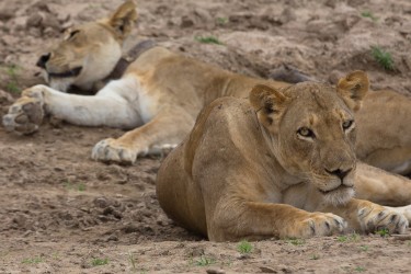 8R2A3969 Lion South Luangwe NP Zambia