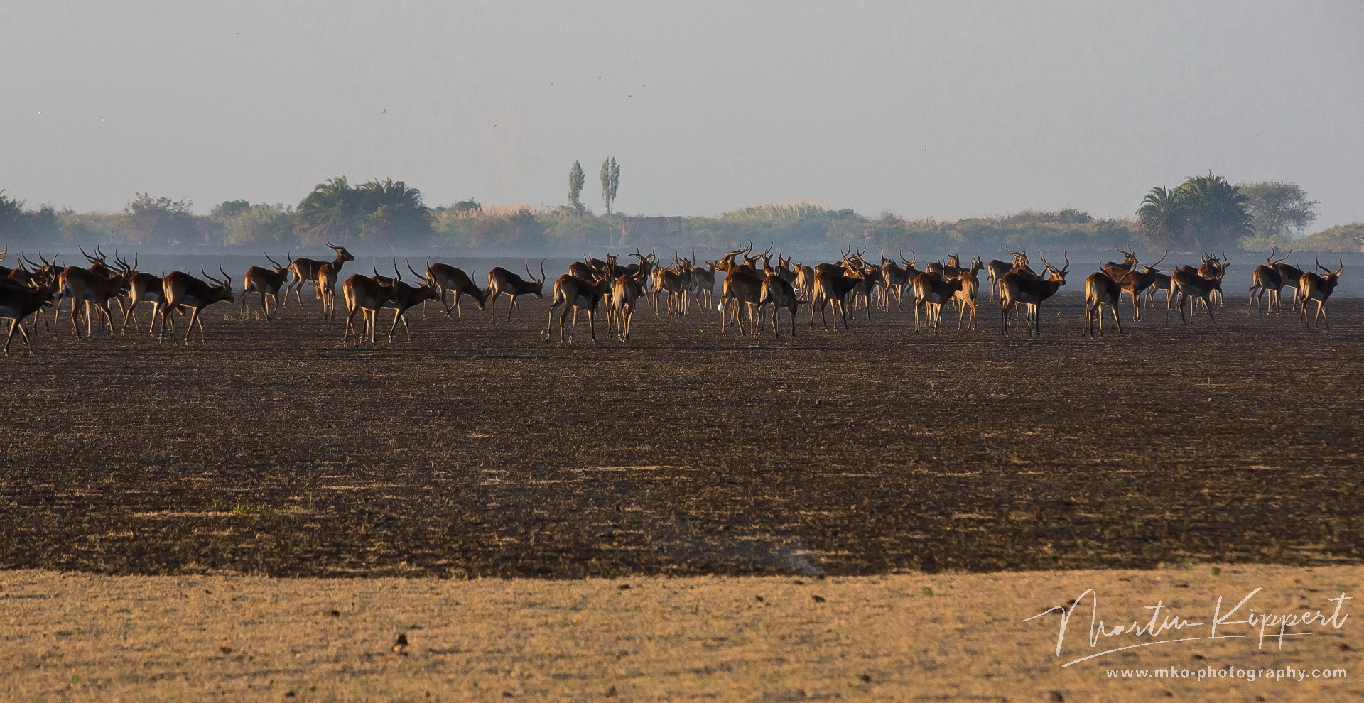 8R2A4245 Black Lechwe Bangweulu Wetlands Zambia