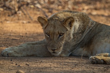 AI6I2235 Lion Lower Zambezi NP Zambia