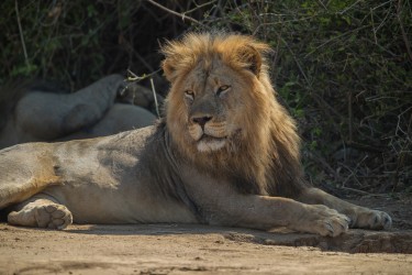 AI6I2247 Lion Lower Zambezi NP Zambia