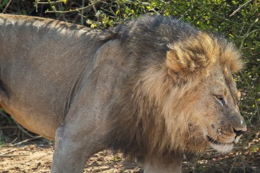 AI6I2261 Lion Lower Zambezi NP Zambia