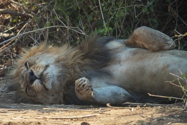 AI6I2268 Lion Lower Zambezi NP Zambia