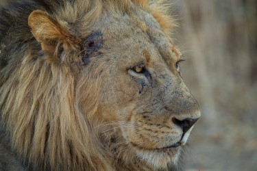 AI6I2295 Lion Lower Zambezi NP Zambia