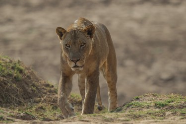 AI6I3341 Lion South Luangwe Zambia