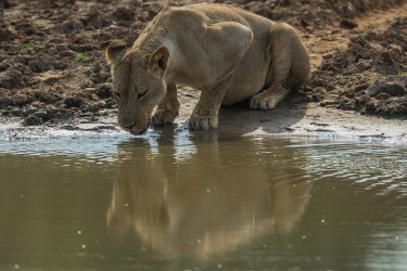 AI6I3431 Lion South Luangwe Zambia