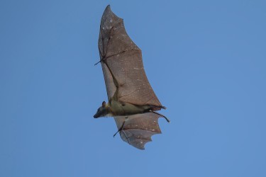 AI6I4152 Bats Kasanka NP Zambia 