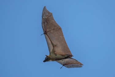 AI6I4154 Bats Kasanka NP Zambia 