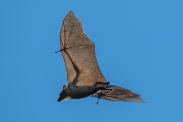 AI6I4170 Bats Kasanka NP Zambia 
