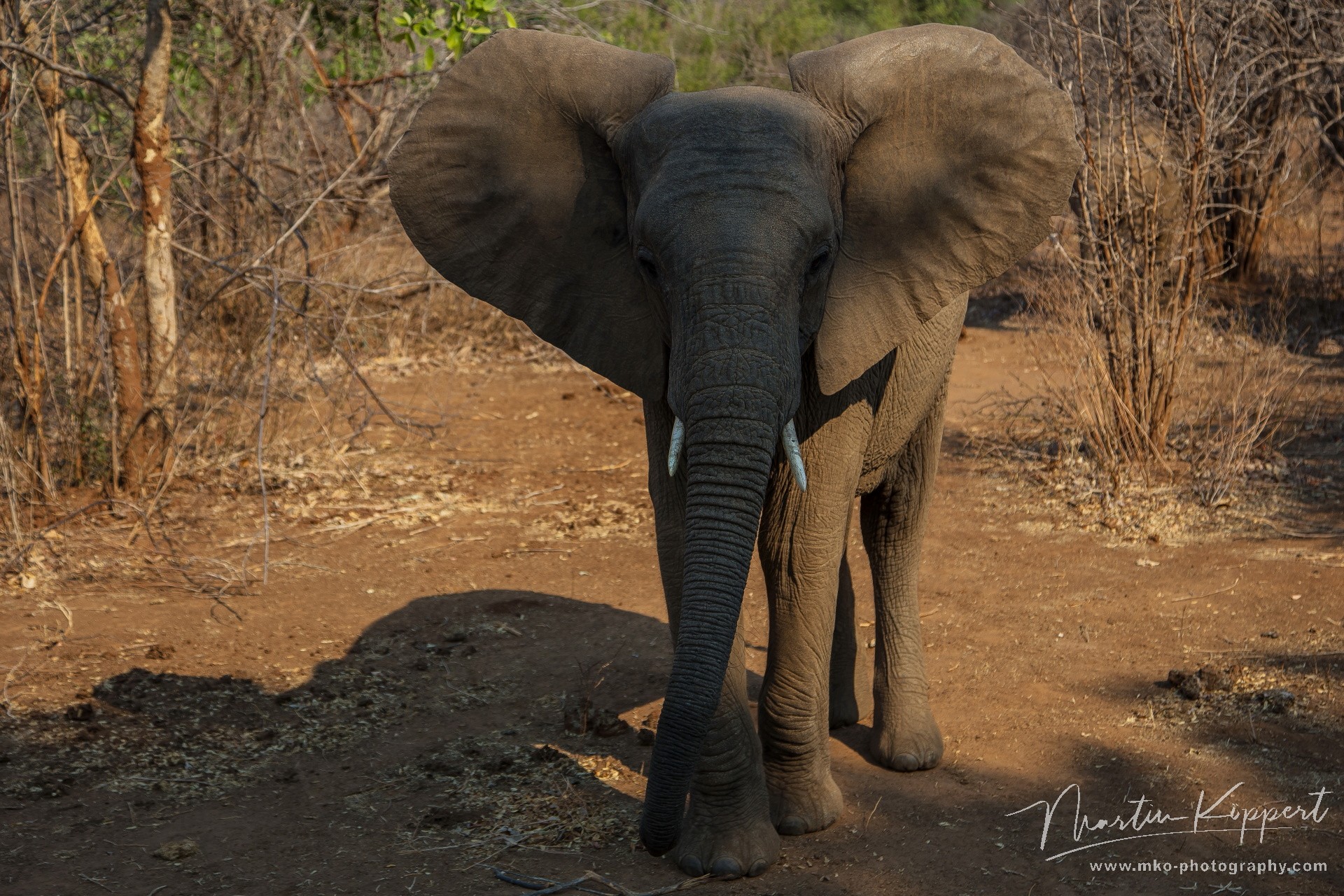 0S8A9544 Elephant Lower Zambezi NP Zambia