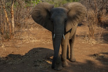 0S8A9544 Elephant Lower Zambezi NP Zambia