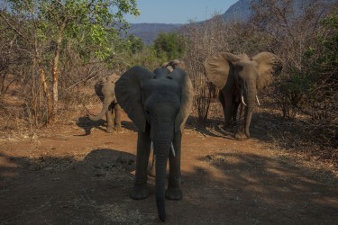 0S8A9555 Elephant Lower Zambezi NP Zambia