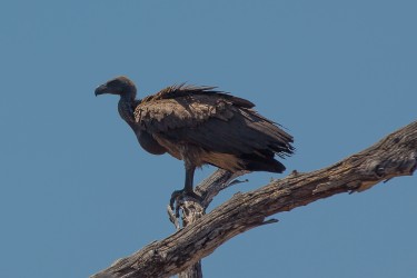 8R2A2923 ......Vulture Lower Zambezi NP Zambia