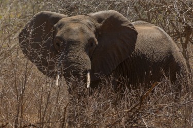 8R2A3121 Elephant Lower Zambezi NP Zambia