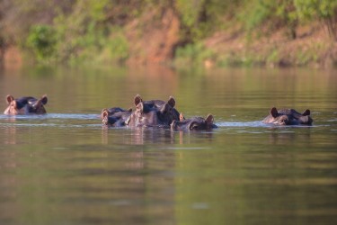 8R2A3142 Hippo Lower Zambezi NP Zambia