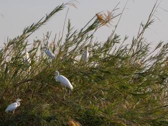 8R2A3152 White Egret Lower Zambezi NP Zambia