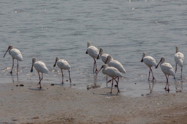 8R2A3279 African Spoonbill South Luangwe Zambia