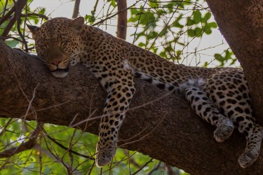 8R2A3698 Leopard South Luangwe Zambia
