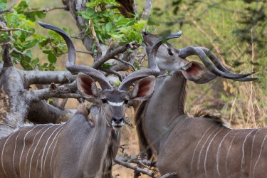 8R2A3764 Kudu South Luangwe Zambia