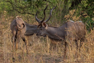 8R2A3796 Kudu South Luangwe Zambia