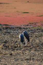 8R2A3992 Marabu Stork South Luangwe Zambia