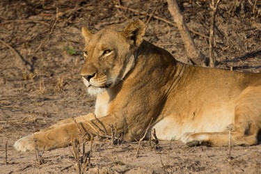 8R2A4336 Lion Kafue NP West Zambia