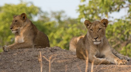 8R2A4354 Lion Kafue NP West Zambia
