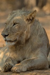 AI6I2392 Lion Lower Zambezi NP Zambia