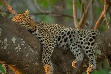 AI6I2520 Leopard South Luangwe NP Zambia